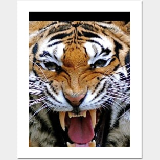 Tiger Head Posters and Art